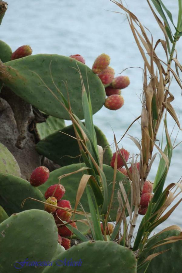 Terra D'Occidente Villa Marsala Ngoại thất bức ảnh